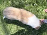 Siegfried - AKC, gen. Clear, a male Collie for sale in Dryden, VA – 7 of 7