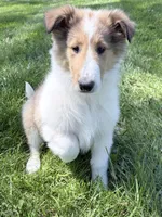 Siegfried - AKC, gen. Clear, a male Collie for sale in Dryden, VA – 5 of 7