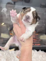 processed/3a524e41-d92b-448e-b297-986a9f70feeb/listing/aa12732c-6a91-487b-8876-9b532f6c8898/b56160e3-daf4-4a7c-9a3e-df2adf246f7f