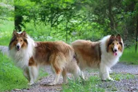 Siegfried - AKC, gen. Clear, a male Collie for sale in Dryden, VA – 2 of 7