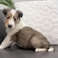 Siegfried - AKC, gen. Clear, a male Collie for sale in Dryden, VA – Photo 3 of 5