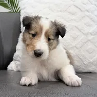 Siegfried - AKC, gen. Clear, a male Collie for sale in Dryden, VA – Photo 4 of 5