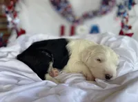 AKC MDR1Clear "HANCOCK", a male Old English Sheepdog for sale in Dryden, VA – 6 of 10