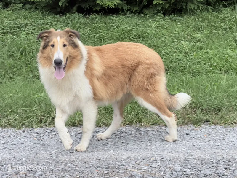 Gerald - AKC gen. clear – Collie puppy for sale in Dryden, VA