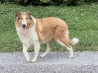 Gerald - AKC gen. clear, a male Collie for sale in Dryden, VA – 1 of 10