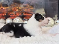 Classie RESERVED - AKC, a female Collie for sale in Dryden, VA – Photo 1 of 7