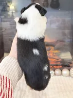 Classie RESERVED - AKC, a female Collie for sale in Dryden, VA – Photo 4 of 7