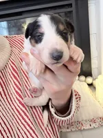 Classie RESERVED - AKC, a female Collie for sale in Dryden, VA – Photo 6 of 7