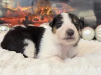 Classie RESERVED - AKC, a female Collie for sale in Dryden, VA – Photo 2 of 7