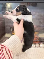 Classie RESERVED - AKC, a female Collie for sale in Dryden, VA – Photo 5 of 7