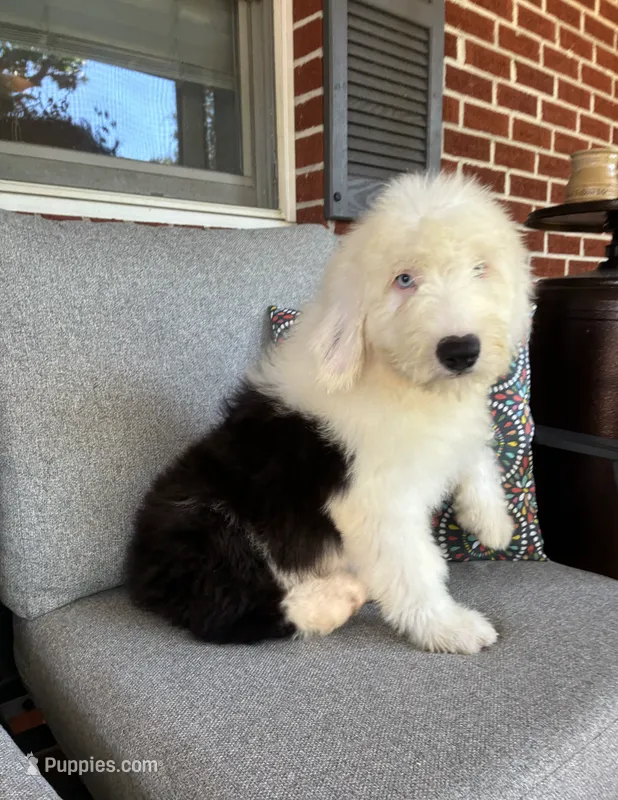 AKC MDR1Clear "HANCOCK" – Old English Sheepdog puppy for sale in Dryden, VA