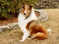 *arrived!* AKC LITTER!, a male Collie for sale in Dryden, VA – Photo 3 of 7