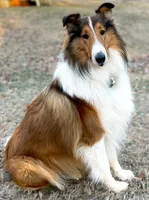 *arrived!* AKC LITTER!, a male Collie for sale in Dryden, VA – Photo 7 of 7