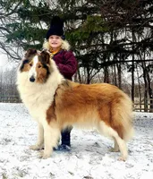 *arrived!* AKC LITTER!, a male Collie for sale in Dryden, VA – Photo 2 of 7