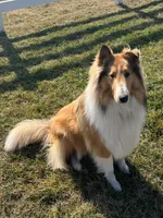 *arrived!* AKC LITTER!, a male Collie for sale in Dryden, VA – Photo 4 of 7