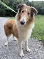 Gerald - AKC gen. clear, a male Collie for sale in Dryden, VA – 4 of 10