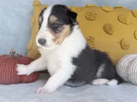 Acorn, a male Collie for sale in Dryden, VA – 9 of 9