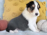Acorn, a male Collie for sale in Dryden, VA – 5 of 9