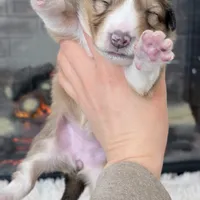 Audrey - RESERVED!, a female Collie for sale in Dryden, VA – Photo 6 of 6