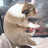 Audrey - RESERVED!, a female Collie for sale in Dryden, VA – Photo 4 of 6