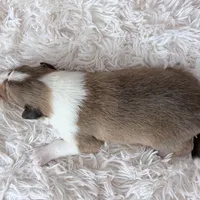 Audrey - RESERVED!, a female Collie for sale in Dryden, VA – Photo 3 of 6