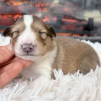 Audrey - RESERVED!, a female Collie for sale in Dryden, VA – Photo 1 of 6