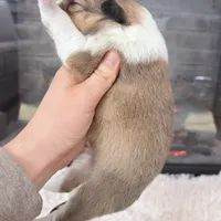 Audrey - RESERVED!, a female Collie for sale in Dryden, VA – Photo 5 of 6