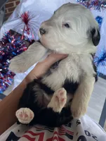 AKC MDR1 Clear "Thomas", a male Old English Sheepdog for sale in Dryden, VA – 4 of 10