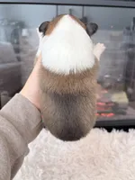 processed/3a524e41-d92b-448e-b297-986a9f70feeb/listing/c66aea88-40c4-4b78-bded-42e4a427b70a/10c989b6-9f16-4db0-9b17-81e8a28c5fb1