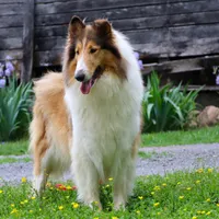 Tricki Woo - AKC, gen. clear, a male Collie for sale in Dryden, VA – Photo 3 of 7