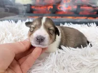 processed/3a524e41-d92b-448e-b297-986a9f70feeb/listing/c66aea88-40c4-4b78-bded-42e4a427b70a/2577c31c-5680-4687-9601-126d74535c04