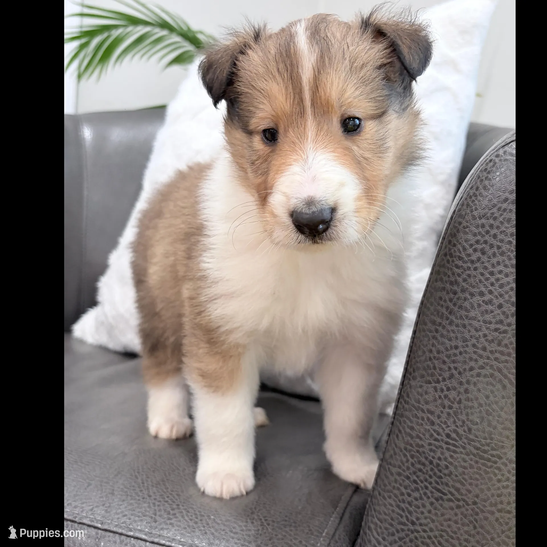 Tricki Woo - AKC, gen. clear