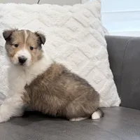 Tricki Woo - AKC, gen. clear, a male Collie for sale in Dryden, VA – Photo 7 of 7