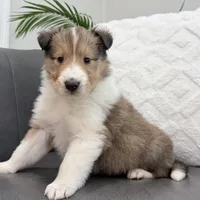 Tricki Woo - AKC, gen. clear, a male Collie for sale in Dryden, VA – Photo 5 of 7