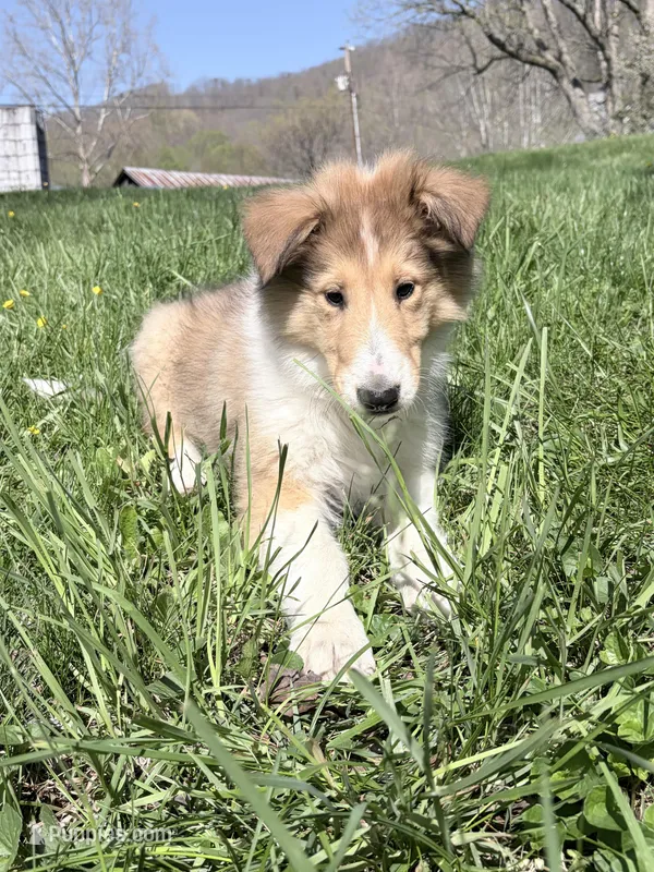 Tricki Woo - AKC, gen. clear – Collie puppy for sale in Dryden, VA