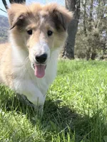 Tricki Woo - AKC, gen. clear, a male Collie for sale in Dryden, VA – 5 of 5