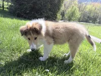 Tricki Woo - AKC, gen. clear, a male Collie for sale in Dryden, VA – 4 of 5