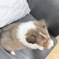 Tricki Woo - AKC, gen. clear, a male Collie for sale in Dryden, VA – Photo 6 of 7