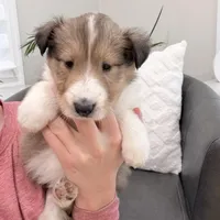 Tricki Woo - AKC, gen. clear, a male Collie for sale in Dryden, VA – Photo 4 of 7