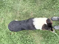 Darrowby - gen. clear AKC, a male Collie for sale in Dryden, VA – 10 of 10