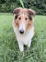 Gerald - AKC gen. clear, a male Collie for sale in Dryden, VA – 8 of 10