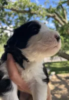 AKC MDR1 Clear "Thomas", a male Old English Sheepdog for sale in Dryden, VA – 6 of 10