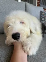 AKC MDR1Clear "HANCOCK", a male Old English Sheepdog for sale in Dryden, VA – 3 of 9