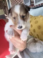 Pumpkin, a female Collie for sale in Dryden, VA – 7 of 10