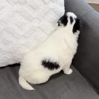 Helen - Gen. Clear AKC, a female Collie for sale in Dryden, VA – Photo 6 of 7