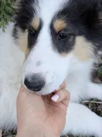 Helen - Gen. Clear AKC, a female Collie for sale in Dryden, VA – 4 of 9