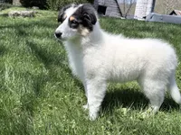 Helen - Gen. Clear AKC, a female Collie for sale in Dryden, VA – 9 of 9