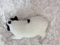 processed/3a524e41-d92b-448e-b297-986a9f70feeb/listing/d1adc900-59ff-43a0-8ae9-6de6918641eb/59cf7e56-363f-4a0d-a458-499251511a57