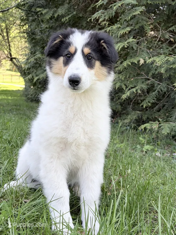 Helen - Gen. Clear AKC – Collie puppy for sale in Dryden, VA