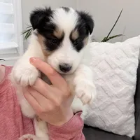 Helen - Gen. Clear AKC, a female Collie for sale in Dryden, VA – Photo 5 of 7